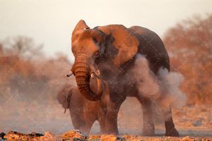 بهار منظره طبیعت چشم انداز فیل کویر