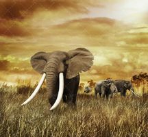 بهار منظره طبیعت چشم انداز فیل کویر 5