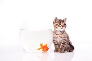 تنگ آب ماهی قرمز گربه
