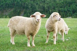 مزرعه چراگاه دام داری گوسفند دام پروری لبنیات گوسفندی 3