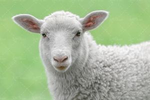 مزرعه چراگاه دام داری گوسفند دام پروری لبنیات گوسفندی 7
