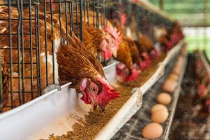 پرورش طیور مرغداری پرورش مرغ مرغ تخم گذار 3
