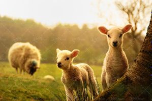 مزرعه چراگاه دام داری گوسفند دام پروری لبنیات گوسفندی 9