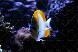 ماهی دریا آبزیان اقیانوس 4