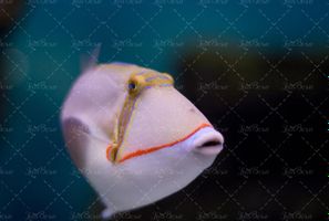 ماهی دریا آبزیان اقیانوس 7