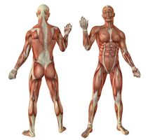 آناتومی بدن اسکلت اندام بدن ورزشکار عضله 2