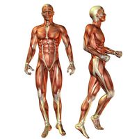 آناتومی بدن اسکلت اندام بدن ورزشکار عضله 3