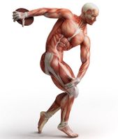 آناتومی بدن اسکلت اندام بدن ورزشکار عضله 4