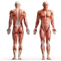 آناتومی بدن اسکلت اندام بدن ورزشکار عضله 6