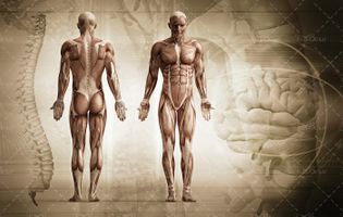 آناتومی بدن اسکلت اندام بدن ورزشکار عضله 8