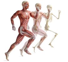 آناتومی بدن اسکلت اندام بدن ورزشکار عضله 10