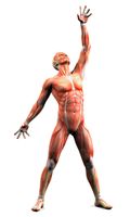 آناتومی بدن اسکلت اندام بدن ورزشکار عضله 13