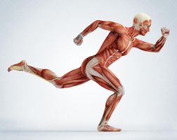 آناتومی بدن اسکلت اندام بدن ورزشکار عضله 15