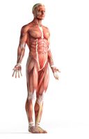 آناتومی بدن اسکلت اندام بدن ورزشکار عضله 16