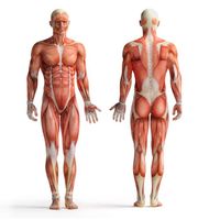 آناتومی بدن اسکلت اندام بدن ورزشکار عضله 17