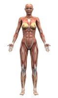 آناتومی بدن اسکلت اندام بدن ورزشکار عضله 19