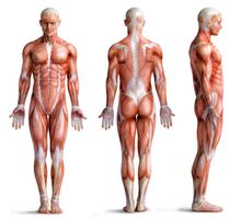 آناتومی بدن اسکلت اندام بدن ورزشکار عضله 20