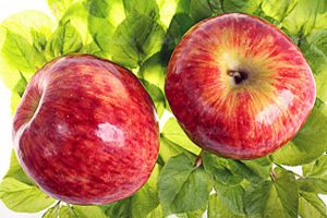 سیب قرمز سیب درختی درخت سیب