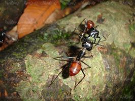 مور مورچه حشرات حشره نازک بالان