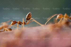 مور مورچه حشرات حشره نازک بالان