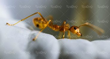 مور مورچه حشرات حشره نازک بالان