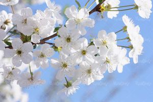 بهار شکوفه های بهاری درختان منظره بهاری