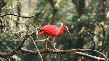 پرنده قرمز منظره چشم انداز طبیعت