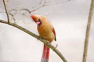 پرنده روی شاخه طوطی پرنده زیبا
