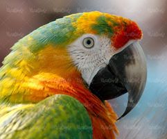 پرنده پرندگان انواع مختلف پرنده طوطی رنگی