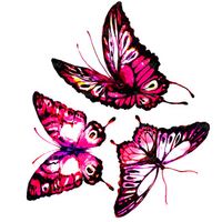 پروانه انواع گوناگون پروانه حشرات
