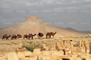 کاروان شتر مکان های قدیمی آثار باستانی