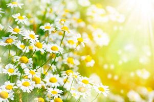 گل بهار تابش نور جلوه نور طبیعت بهاری