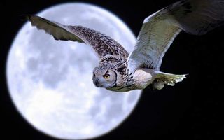 ماه درخشان ماه کامل جغد پرنده شب گرد