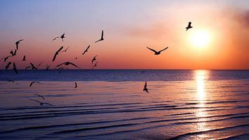 دریا منظره غروب خورشید پرواز مرغان دریایی