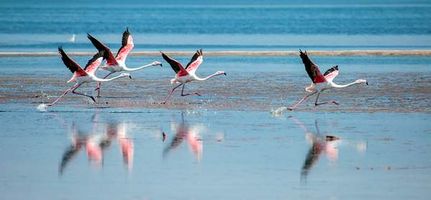 فلامینگو دریا دریاچه آب پرنده شناسی