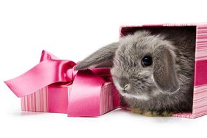 خرگوش کادو هدیه جعبه تزئین شده کادو