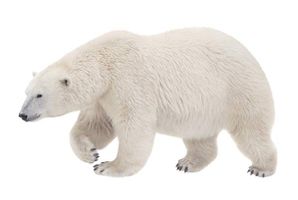 خرس سفید خرس قطبی حیوان وحشی
