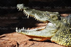 تمساح کروکودیل باغ وحش