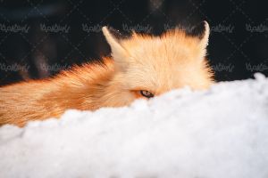 روباه حیات وحش زمستان برف