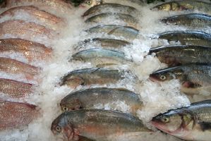 ماهی صید ماهی پروتئینی ماهیگیری