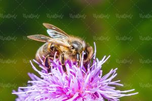 زنبور عسل پرورش زنبور