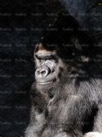 میمون گوریل شمپانزه باغ وحش