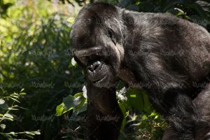 میمون گوریل شمپانزه باغ وحش