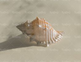 صدف گوش ماهی آبزیان دریایی