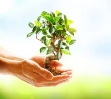 درخت درختکاری حفظ محیط زیست