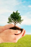 نهال کوچک درختکاری حفظ محیط زیست