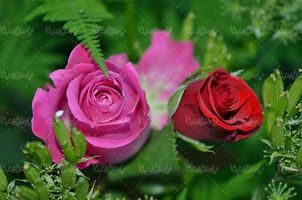 گل طبیعی گالری گل و گیاه گل رز