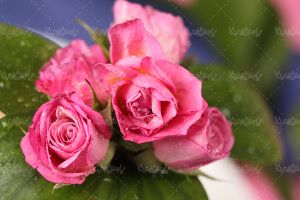 گل طبیعی گالری گل و گیاه گل رز