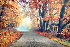 پاییز منظره چشم انداز جاده طبیعت پاییزی