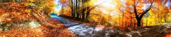 پاییز منظره چشم انداز جاده طبیعت پاییزی
